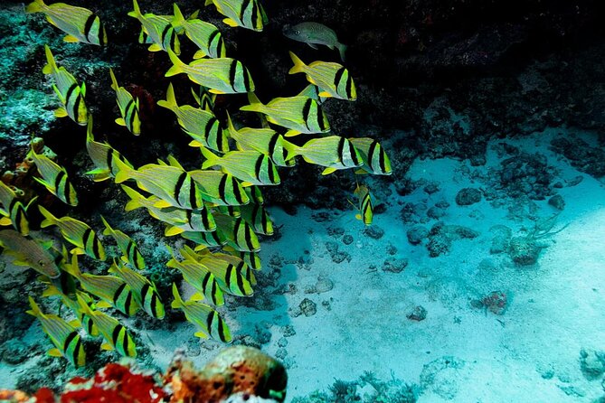 Snorkel and swim in Cozumel el Cielo Reef, Palancar and Colombia - Key points to know before booking