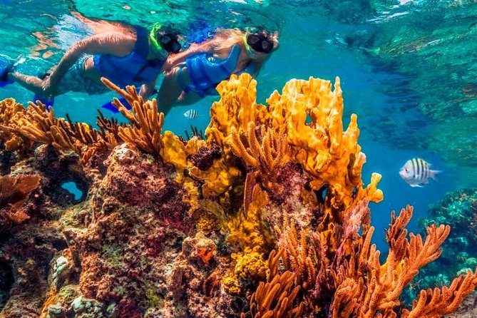 Snorkel and swim in Cozumel el Cielo Reef, Palancar and Colombia - Lunch and a short look at Cozumel on land