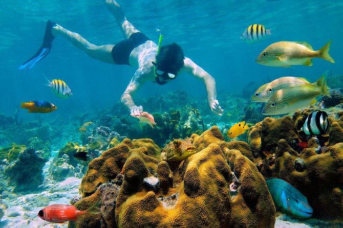 Snorkel and swim in Cozumel el Cielo Reef, Palancar and Colombia - Crossing from Playa del Carmen to Cozumel