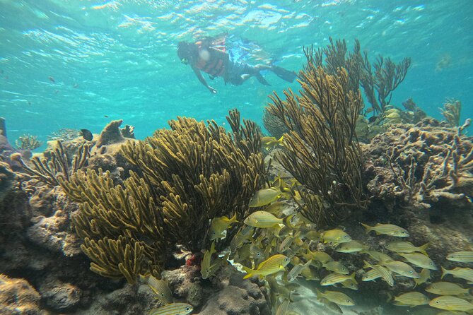 Snorkel at the Reef 2 HOURS Puerto Morelos National park - Leaving Puerto Morelos for the reef