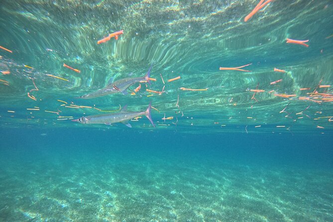 Snorkel at the Reef 2 HOURS Puerto Morelos National park - Transportation from Cancun and Puerto Morelos