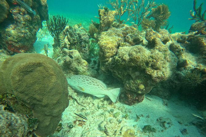 Snorkel at the Reef 2 HOURS Puerto Morelos National park - Who will enjoy this most