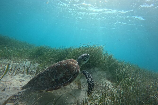 Snorkel at the Reef 2 HOURS Puerto Morelos National park - Coral, turtles, rays, and barracudas