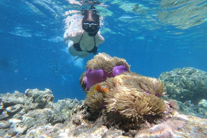 Snorkel in the second largest reef in the world Colorful tour in Puerto Morelos - Tacos, tequila, and the Puerto Morelos stop
