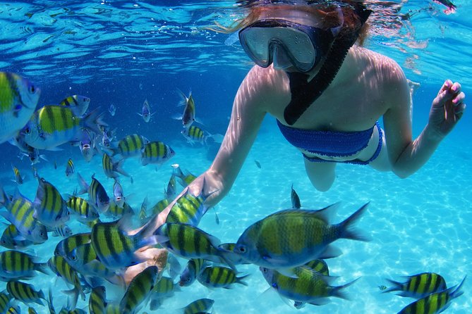 Snorkel in the second largest reef in the world Colorful tour in Puerto Morelos - The hidden cost of a $44.25 tour