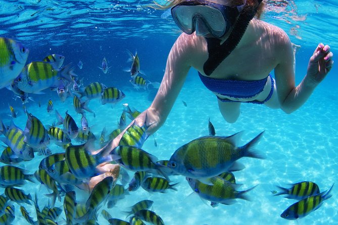 Snorkel in the turquoise Caribbean Sea in Puerto Morelos. Transport included - Puerto Morelos Makes a Better Base Than a Generic Marina
