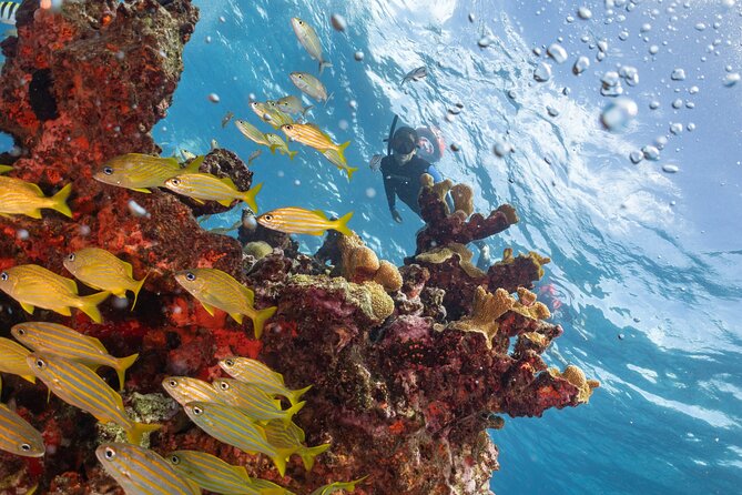 Snorkel Tour at Musa and Manchones Reef - MUSA: an underwater museum with a practical twist