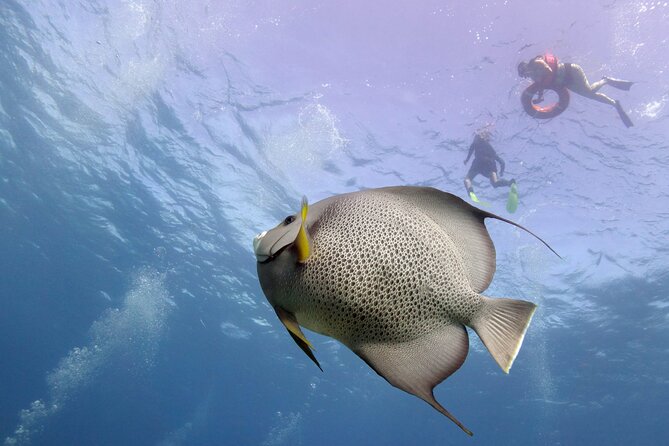 Snorkel Tour at Musa and Manchones Reef - What the four-hour schedule really means