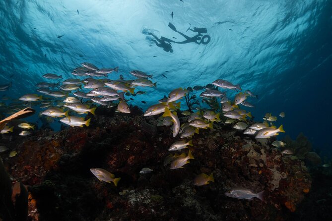 Snorkel Tour at Musa and Manchones Reef - What to bring and how to prepare