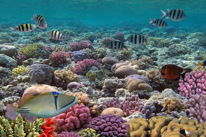 Snorkeling Adventure at Isla Mujeres Includes Lunch and Open Bar - Lunch at the Private Beach Club