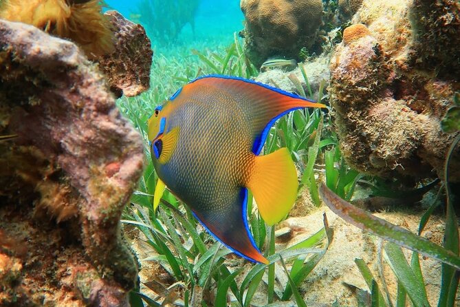 Snorkeling adventure at Puerto Morelos Reef National Park - A quick boat ride to Puerto Morelos Reef