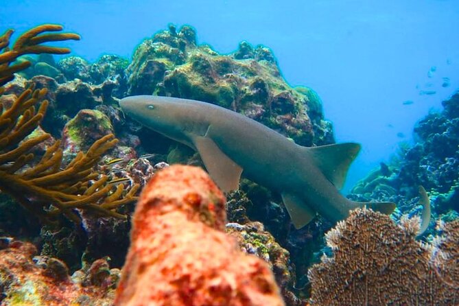 Snorkeling adventure at Puerto Morelos Reef National Park - The real cost: $51.50 before transport