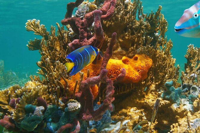Snorkeling adventure at Puerto Morelos Reef National Park - Getting to Faro Inclinado in Puerto Morelos