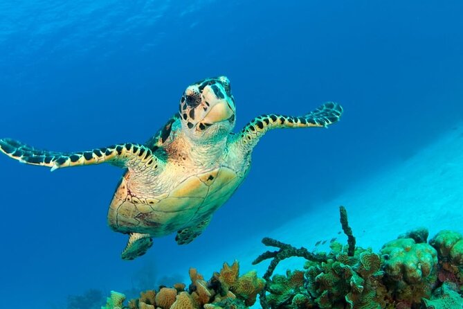 Snorkeling adventure at Puerto Morelos Reef National Park - Sunscreen, reef care, and what to bring