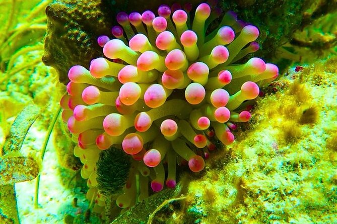 Snorkeling adventure at Puerto Morelos Reef National Park - Who will like this snorkeling trip
