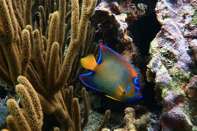 Snorkeling adventure at Puerto Morelos Reef National Park - How this compares with a resort pool or beach snorkel