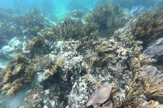 Snorkeling Adventure in Puerto Morelos Includes snack, Water and Round Trip. - A tequila tasting with a sales pitch attached