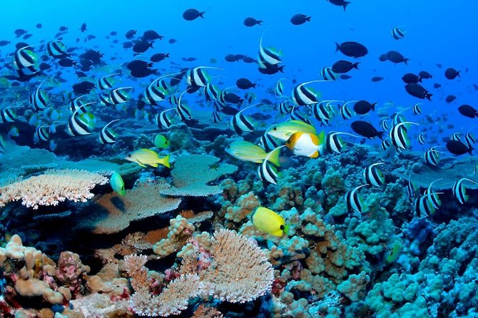 Snorkeling Adventure in Puerto Morelos Includes snack, Water and Round Trip. - How much time do you really get in Puerto Morelos?