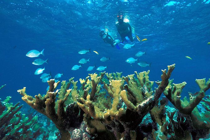 Snorkeling Adventure in Puerto Morelos Includes snack, Water and Round Trip. - Boarding the boat requires some planning