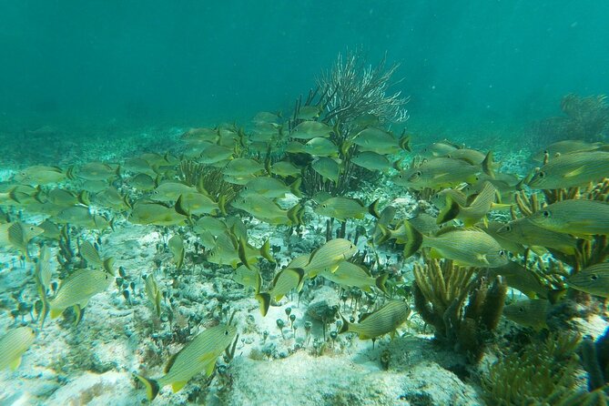 Snorkeling Adventure in Puerto Morelos - Getting from the hotel to the boat