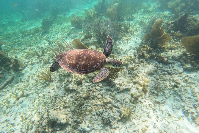 Snorkeling Guided Activity in Puerto Morelos Mexico - Puerto Morelos gives you a focused reef outing
