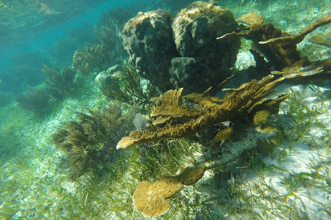 Snorkeling Guided Activity in Puerto Morelos Mexico - Wildlife is the payoff, but conditions shape the day