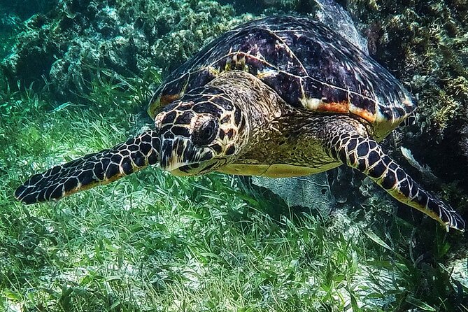 Snorkeling Guided Activity in Puerto Morelos Mexico - Who should book this Puerto Morelos trip?