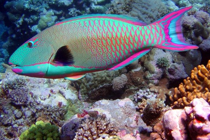 Snorkeling in Puerto Morelos - Puerto Morelos Gives You a Reef Town, Not a Resort Excursion