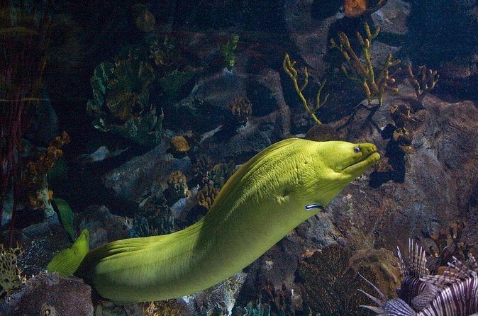 Snorkeling in Puerto Morelos - Equipment, Fitness, and Reef Etiquette