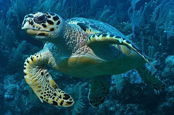 Snorkeling in Puerto Morelos - Timing, Weather, and the Practical Details