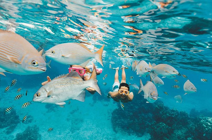 Snorkeling in Puerto Morelos - Is the Focused Format Good Value?
