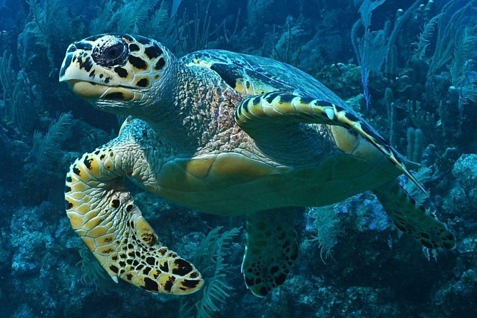 Snorkeling in Puerto Morelos - Two 45-Minute Reef Stops Inside the Biosphere