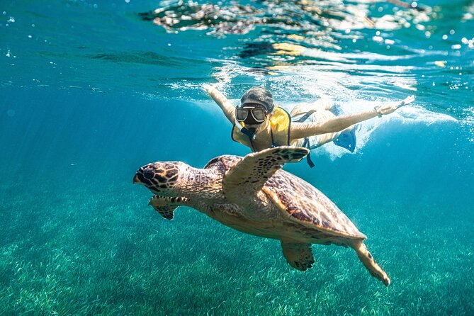 Snorkeling Tour with Turtles and Stingrays Puerto Morelos - What the reef and underwater statues add