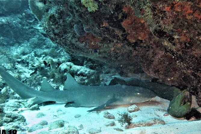 SPECIAL!! 2 Tank Wreck & Drift Reef dives - Two former minesweepers, one useful half-day plan