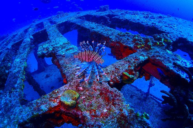 SPECIAL!! 2 Tank Wreck & Drift Reef dives - What happens from the Aqua Adventures shop