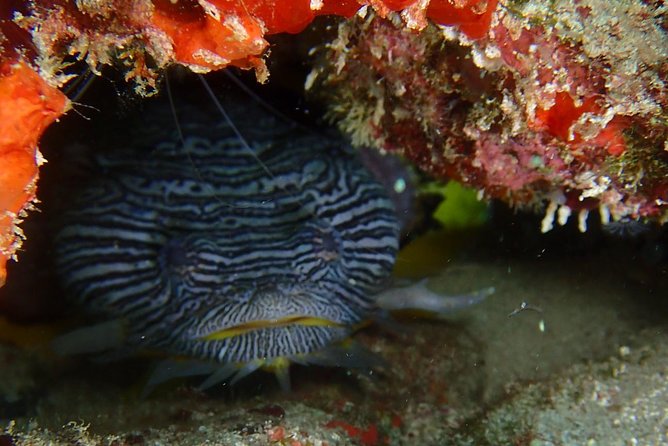 SPECIAL!! 2 Tank Wreck & Drift Reef dives - Why the group size matters underwater