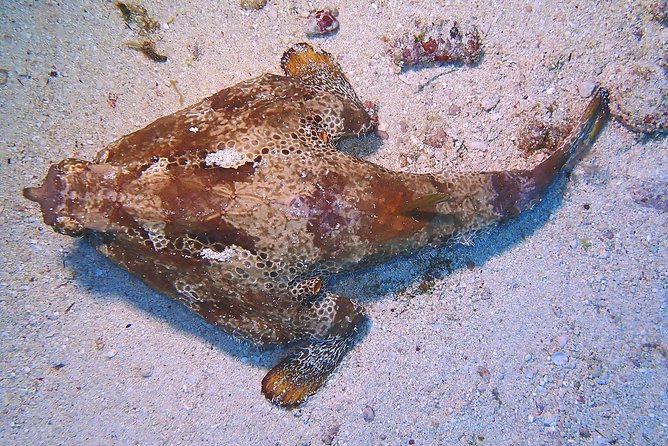 SPECIAL!! 2 Tank Wreck & Drift Reef dives - Timing, meeting point, and weather details