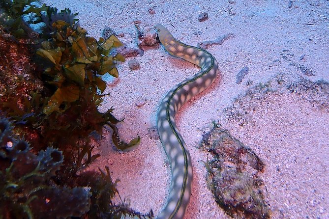 SPECIAL!! 2 Tank Wreck & Drift Reef dives - A few smart questions to ask before booking