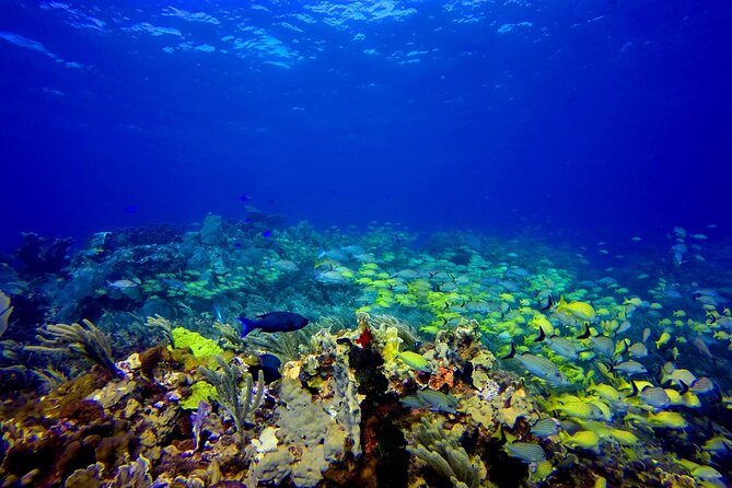 SPECIAL! Snorkel at MUSA - The Underwater Museum Reservation - Key points to know before booking