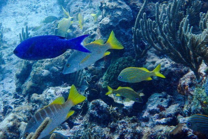 SPECIAL! Snorkel at MUSA - The Underwater Museum Reservation - Manchones Reef supplies the color