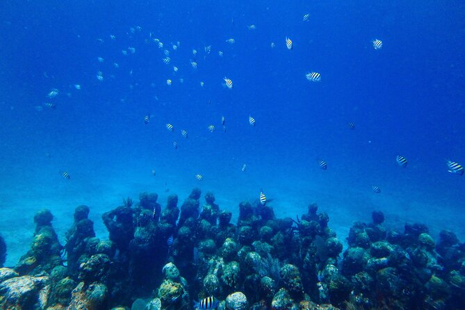SPECIAL! Snorkel at MUSA - The Underwater Museum Reservation - A small group, but not a private outing