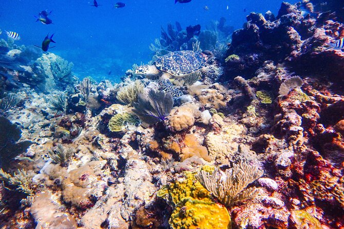 SPECIAL! Snorkel at MUSA - The Underwater Museum Reservation - The main weakness is communication when plans change