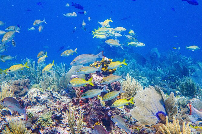 SPECIAL! Snorkel at MUSA - The Underwater Museum Reservation - Who will get the most from this outing