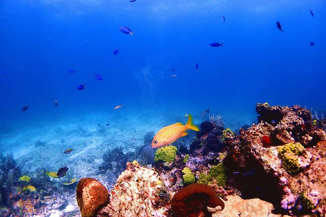 SPECIAL! Snorkel at MUSA - The Underwater Museum Reservation - What the 3-hour-30-minute schedule feels like