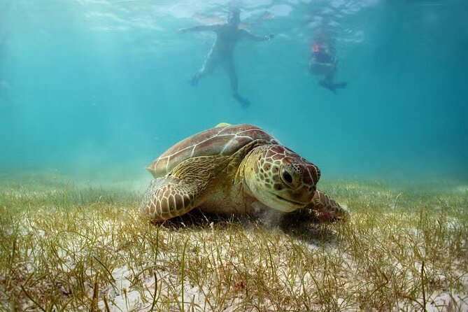 Swim with Turtles in Akumal, Cenote and Tulum Ruins Tour - Key points to know