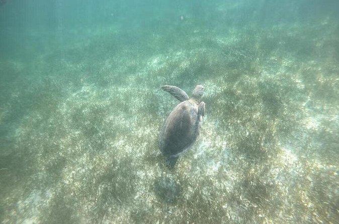 Swim with Turtles in Akumal, Cenote and Tulum Ruins Tour - What the guides add to the day