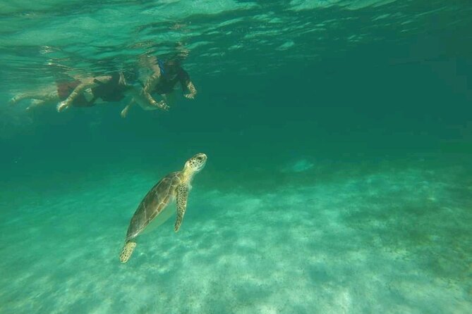 Swim with turtles + snorkelling + archaeological zone of Tulúm + cenote - Three Riviera Maya highlights before sunset