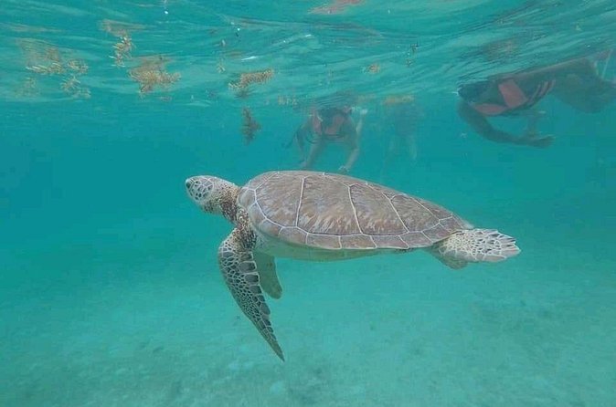 Swim with turtles + snorkelling + archaeological zone of Tulúm + cenote - Gran Cenote, a cool finish to a hot day