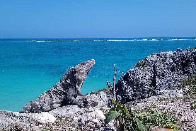 Swim with turtles + snorkelling + archaeological zone of Tulúm + cenote - Lunch, water, and the practical details