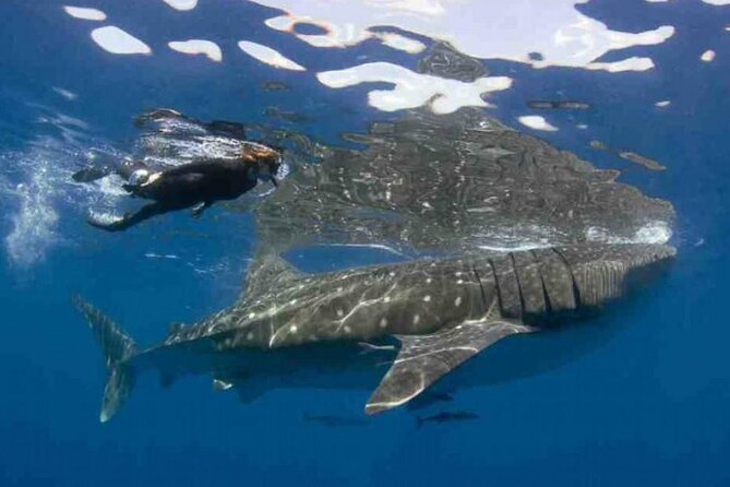 Swim with Whale Shark from Isla Mujeres and Cancun - Starting With Coffee and a Short Walk to the Boat